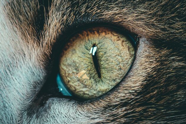 看美丽的特写镜头猫眼-完美的背景哺乳动物猫宏