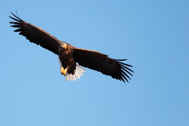 日本在日本北海道 一只白尾鹰在阳光和蓝天下低空飞行猛禽角度尾巴