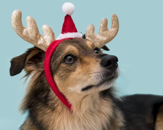 狗可爱的圣诞概念狗的正面图动物美丽风景