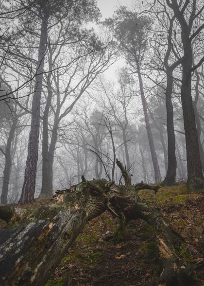 黎明雾中长着大树的森林的垂直镜头环境天云