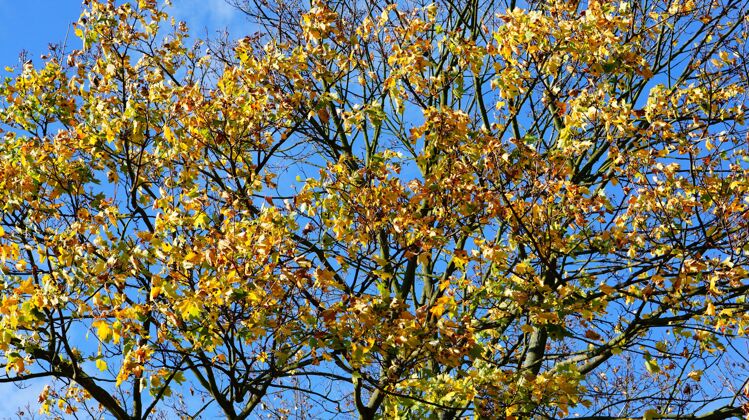 花树枝上五颜六色的叶子的美丽镜头植物学树枝明亮