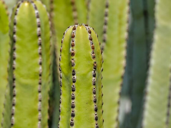 植物圣佩德罗仙人掌紧挨着亚利桑那州带刺仙人掌