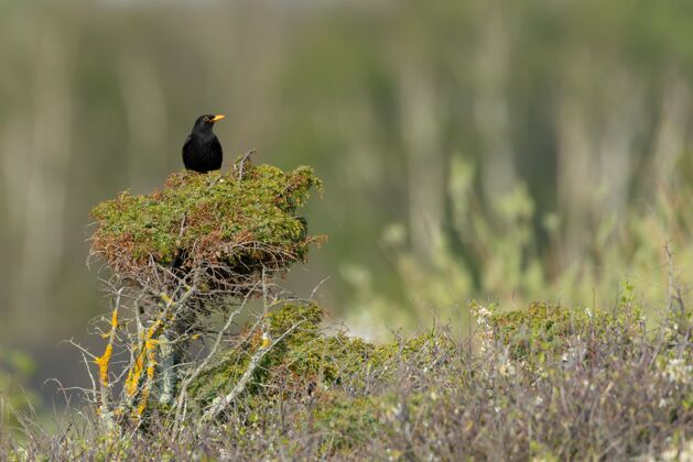翅膀黑鸟栖息在背景模糊的树上坐动物栖息