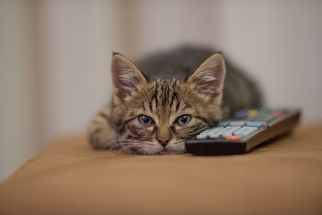 可爱一只小猫睡在沙发遥控器旁边的特写镜头胡须纯种蓬松