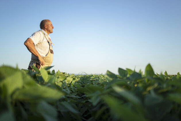 农场资深勤劳农民农艺师在大豆地里遥望观察贷款农民