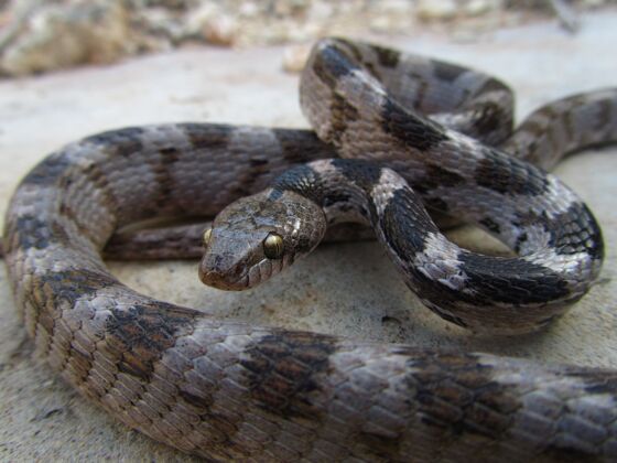 特写特写镜头的欧洲索桑猫蛇爬行在地上在马耳他捕食者爬行动物动物