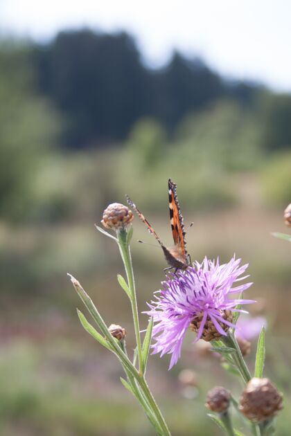 昆虫垂直选择性聚焦一只橙色蝴蝶在一朵紫色野花上明亮花花