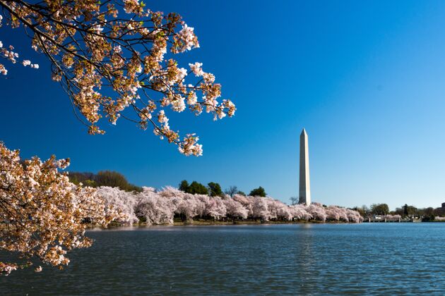 湖华盛顿特区 樱花环绕的国家购物中心和阳光下的湖泊国会大厦公园国家
