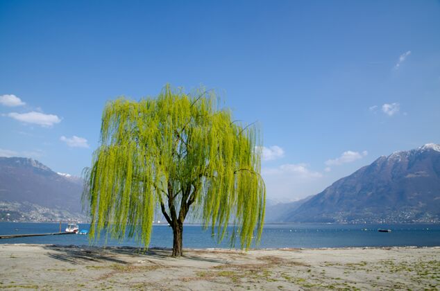 湖泊美丽的绿柳树俯瞰着湖光山色河流植物自然