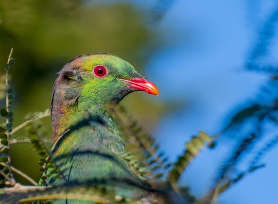 花园新西兰一只木鸽的选择性聚焦鸟树木头
