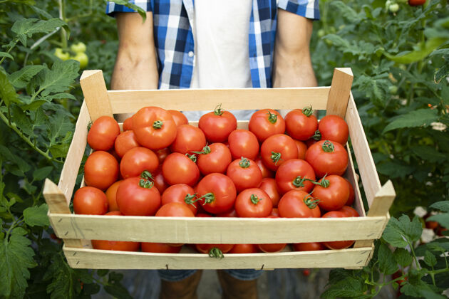番茄近距离观看装满红色美味番茄蔬菜的木箱保持园艺花园