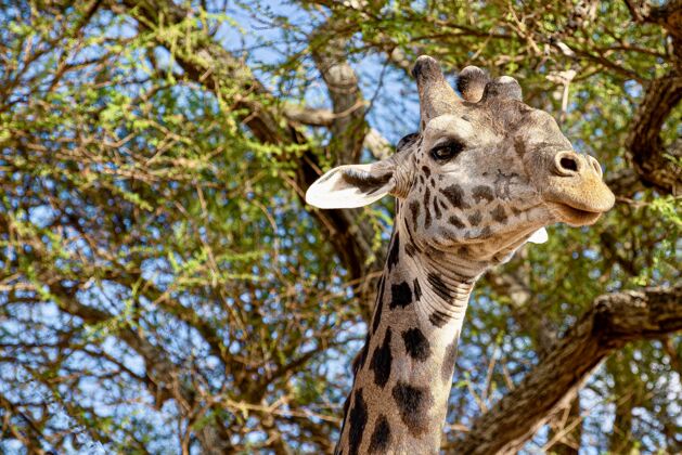 动物特写镜头一个可爱的长颈鹿与树木绿叶在空间非洲哺乳动物景观