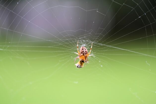 花特写选择性聚焦拍摄的蜘蛛在网上花园叶花