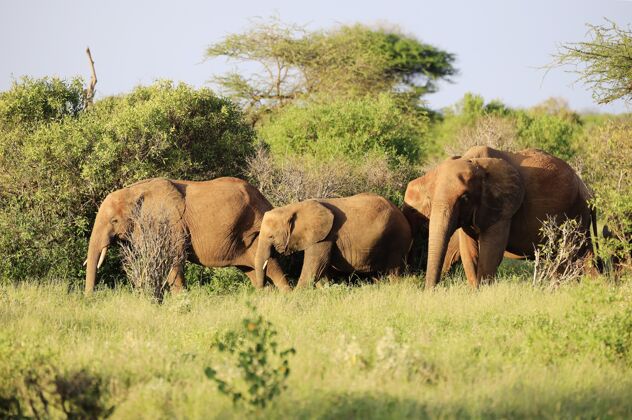 环境在肯尼亚察沃东部国家公园 大象们挨着彼此景观坦桑尼亚自然