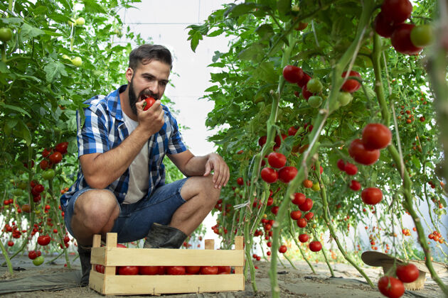年轻农民品尝番茄蔬菜和检查温室有机食品的质量素食主义者花园自然
