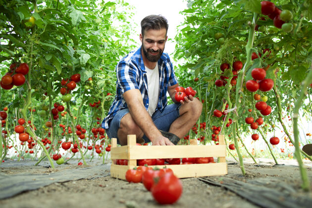 生长农民正在采摘新鲜成熟的西红柿蔬菜准备上市销售叶生产收获
