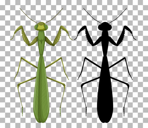 毛骨悚然透明背景上的螳螂昆虫卡通透明
