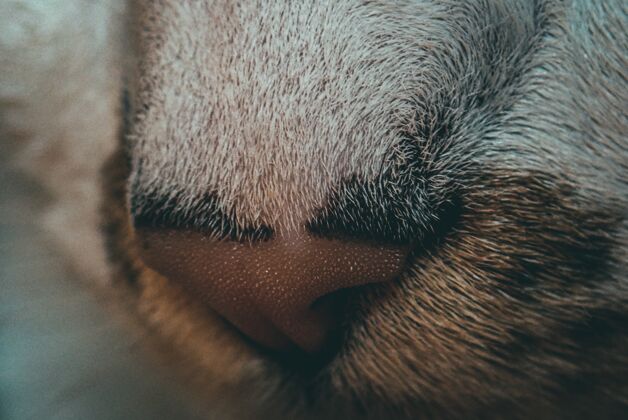 鼻子美丽的特写镜头猫的鼻子-完美的背景小猫自然看