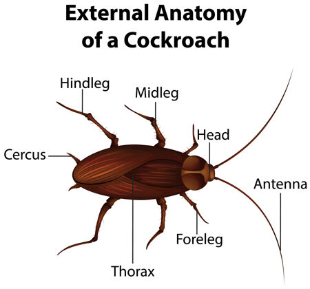 动物白色背景上蟑螂的外部解剖动物虫子信息