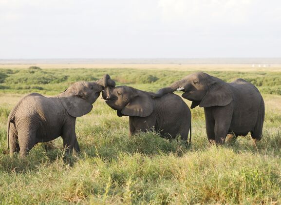 象牙一群大象在安博塞利国家公园 肯尼亚 非洲大象荒野动物