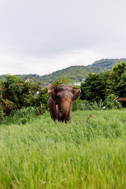 雨林美丽的泰国亚洲象的肖像矗立在绿色的田野上 大象长着修剪过的象牙户外生活动物