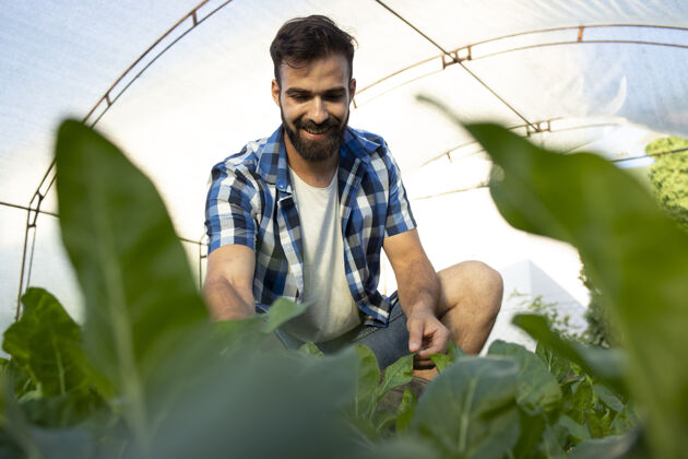 农业年轻的留着胡子的农工抚摸着庄稼的叶子 检查着植物的质量人蔬菜胡须