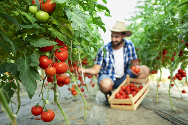 番茄农场主采摘新鲜成熟的西红柿蔬菜 放进木箱农业保持农业